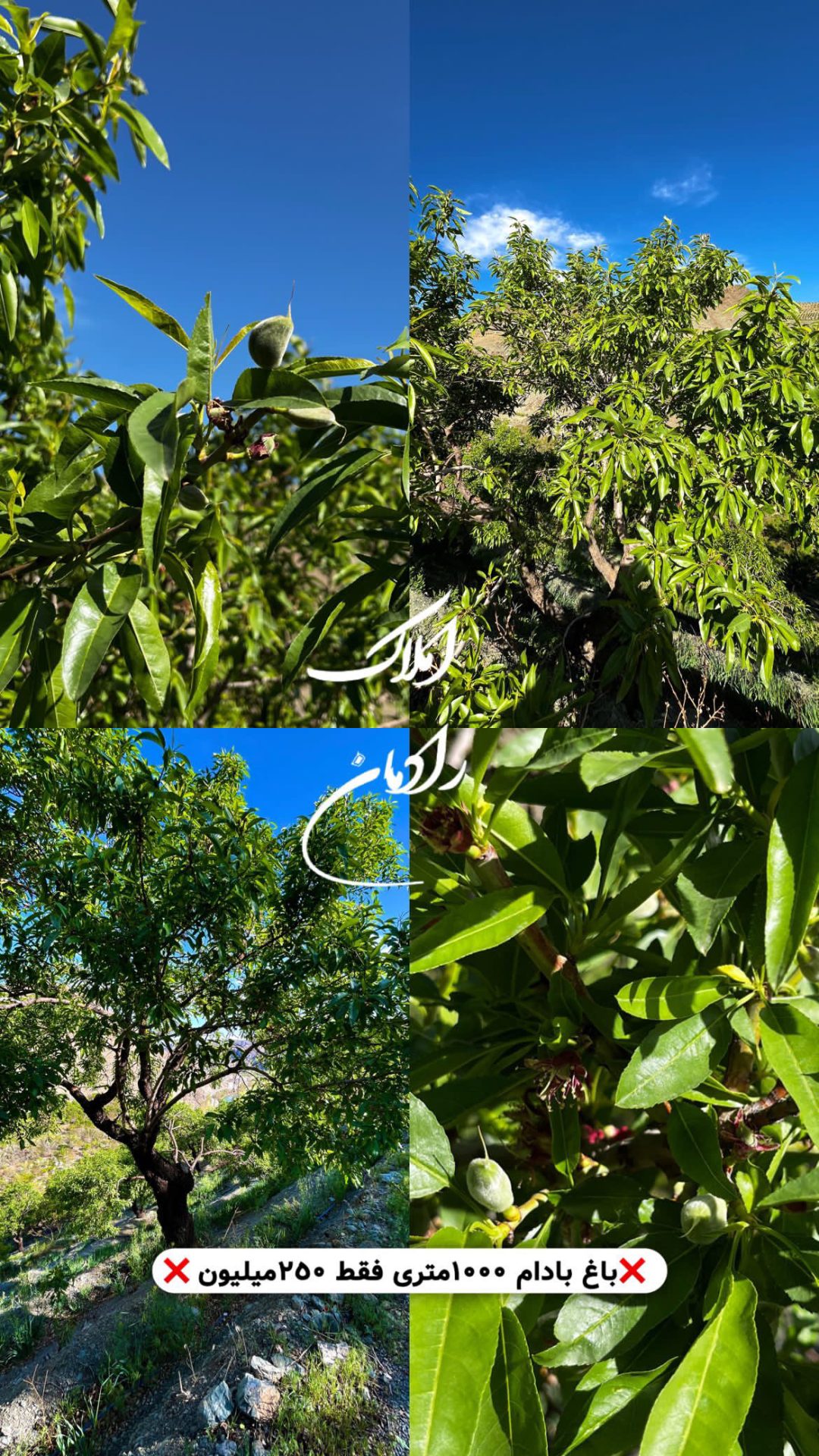 -املاک رادمان