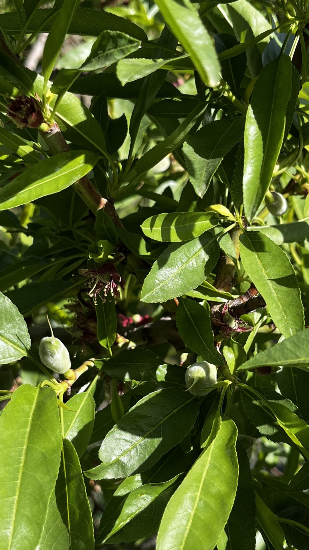 -املاک رادمان