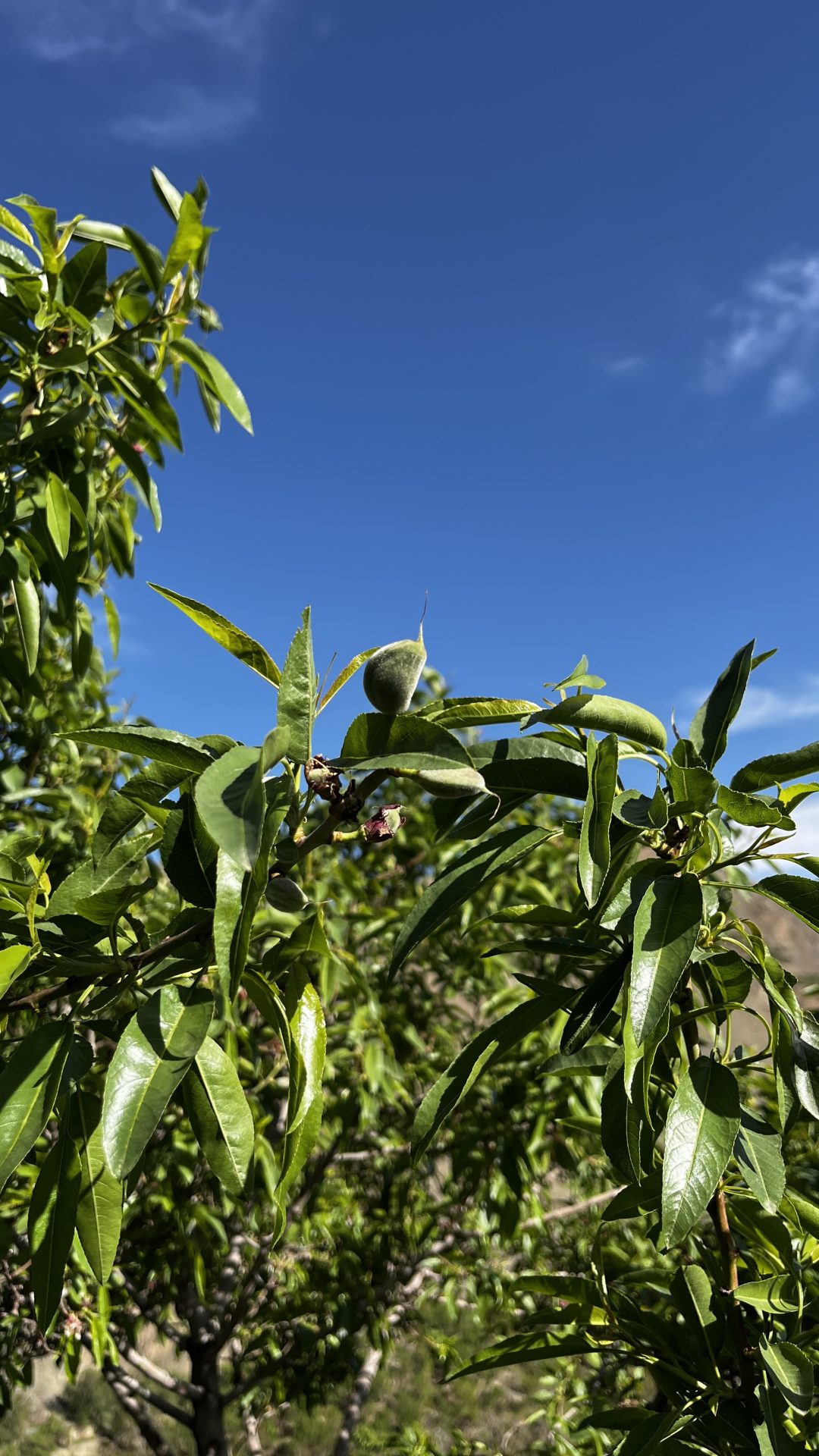 -املاک رادمان