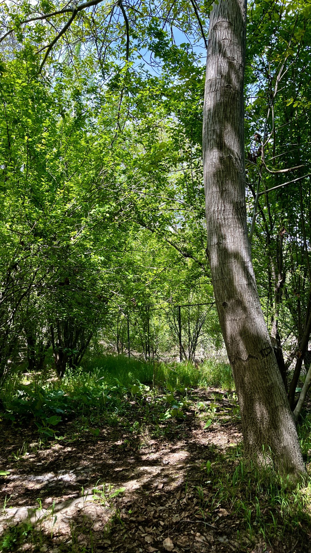 -املاک رادمان