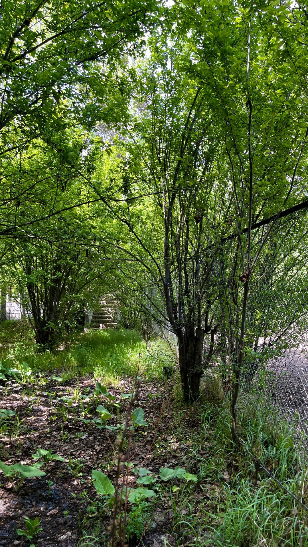 -املاک رادمان