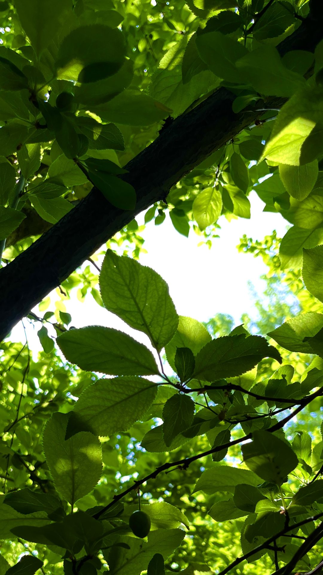 -املاک رادمان